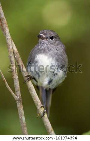South Island Robin, Petroica australis, sits on a twig in lush temperate rainforest. Fjordland National Park, South Isl