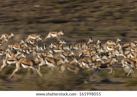 Springbok herd (Antidorcas marsupialis) South Africa