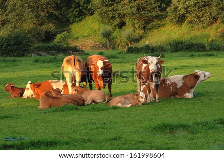 domestic cattles, germany