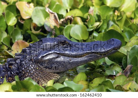 Alligator mississippiensis, American Alligator, Anhinga Trail, Corkscrew Swamp Sanctuary, Forida, USA
