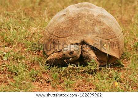 Leopard tortoise, South Africa