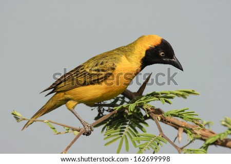 Lesser Masked Weaver-perching, -South Africa