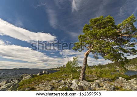 Pine tree at lake rogen, nature reserve, sweden