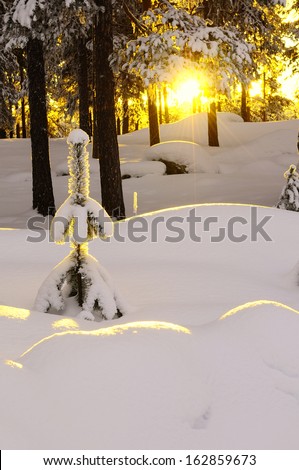 Morning mood in winter, lapland, sweden