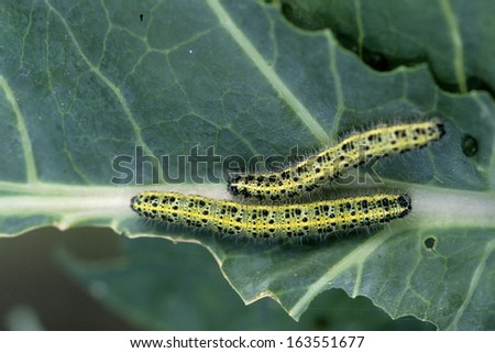 Pieris brassicae, Large White, Cabbage Butterfly, Cabbage White, Germany