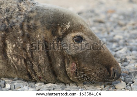 Gray seal (Halichoerus grypus), Wadden Sea, North Sea, Germany