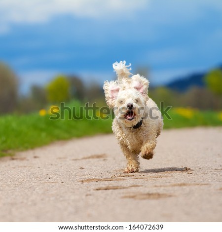 Fast running dog