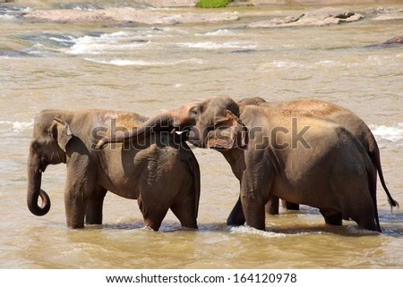 Pinnawela Elephant Orphanage, Asian elephant [Elephas maximus], Sri Lanka