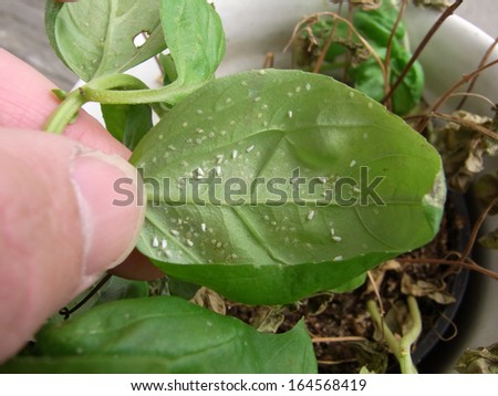 Whiteflies, Garden Pest, [Family Aleyrodidae], Scale Insects [Superfamily Superfamily]