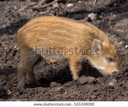 Wild Boar, piglet, Germany