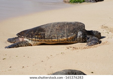 sea turtle, hawaii, egg deposition place