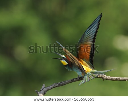 bee-eater, family Meropidae, Europe