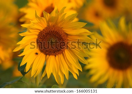Helianthus annuus, sunflower, lower rhine, germany