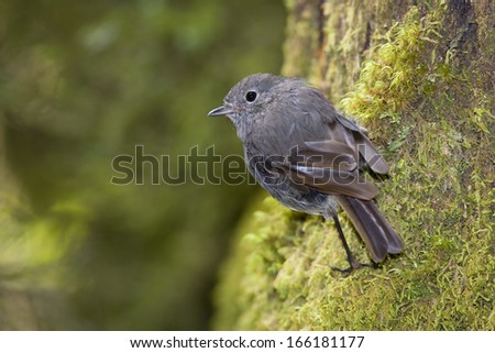 South Island Robin, Petroica australis, Fjordland National Park, South Island, temperate rainforest, New Zealand