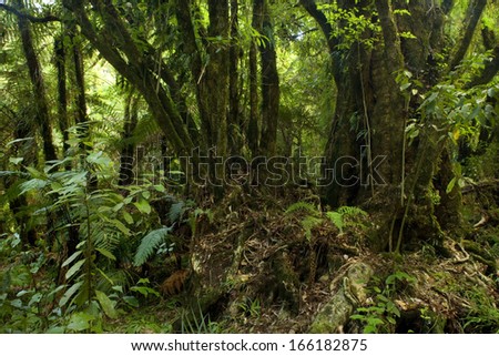Kamahi Trees, Weinmannia racemosa, Marokopa Falls, Waitomo, King Country, Northland, New Zealand