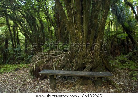 Kamahi Trees, Weinmannia racemosa, Marokopa Falls, Waitomo, King Country, Northland, New Zealand