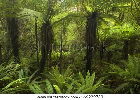 Temperate rainforest, with many tree ferns building a dense undergrowth for other big, native trees. Catlins, Southland, New Zealand