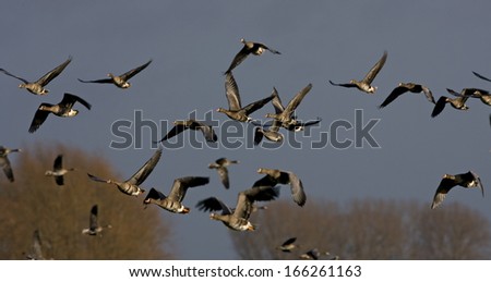Anser albifrons, White fronted Goose, Lower Rhine, Germany