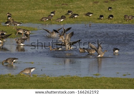 White fronted Goose, Lower Rhine, Germany