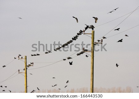 Corvus monedula, Jackdaw, lower rhine, germany