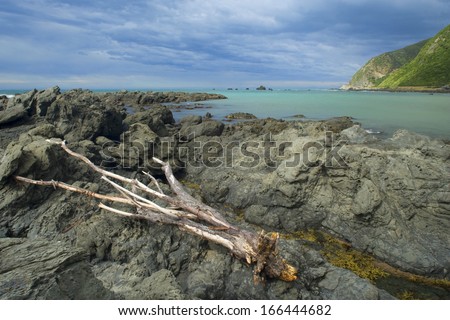 Seascape, rugged rocks and tree trunk washed ashore along the coastline of Kaikoura, Kaikoura, Canterbury, Southland, New Zealand