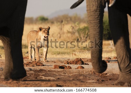African Elephants and Lion, South Africa