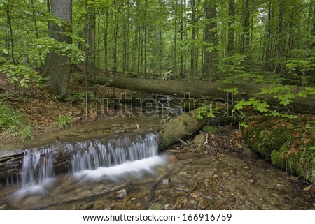 Nationalpark Bayerischer Wald, Spring, Primeval forest, Bavarian forest national park