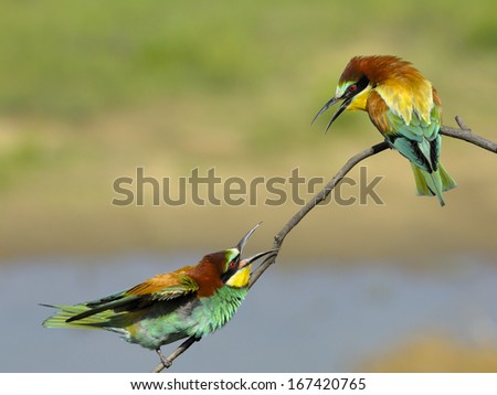Bee-eater, European bee-eater, Merops apiaster, bienenfresser, northern Italy