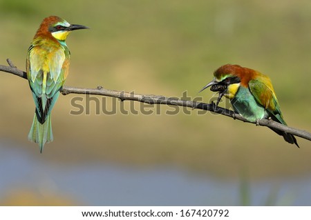 Bee-eater, European bee-eater, Merops apiaster, bienenfresser, northern Italy