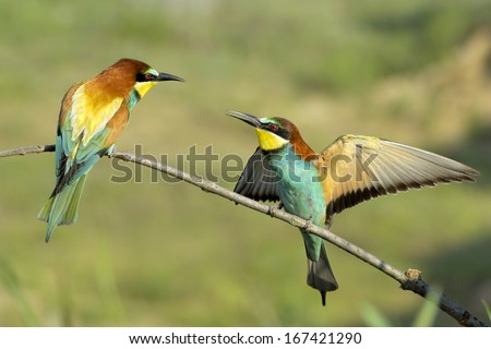 Bee-eater, European bee-eater, Bienenfresseer, Merops apiaster, Italy