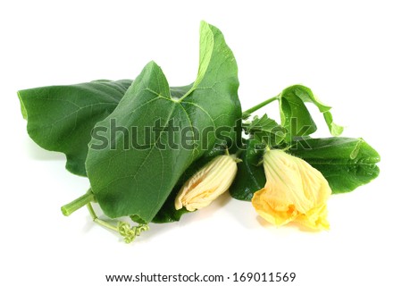 squash blossom with leaves