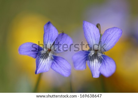 Veilchen.Niederrhein, viola, violets, lower rhine, germany