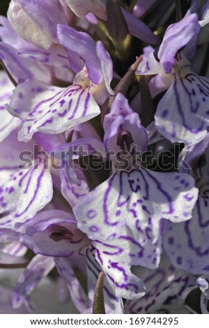 Common Spotted Orchid, Fuchsknabenkraut, Dactylorhiza fuchsii, Orchis fuchsii, Germany