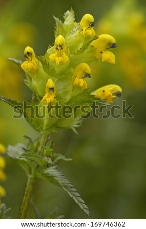Rattle, Kleiner Klappertopf, Rhinanthus minor, Yellow Rattle, Germany