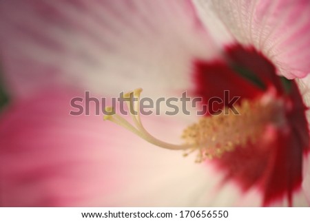 Hibiskus, rosa, Bluete, Hibiscus syriacus, Rose of Sharon, blossom