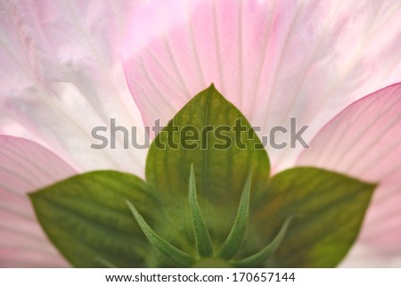 Hibiskus, rosa, Bluete, Hibiscus, Rose of Sharon, blossom