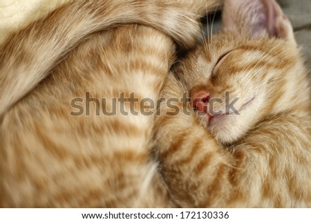 Sweet Dreams, Sleeping Cat