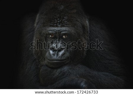 dark gorilla portrait