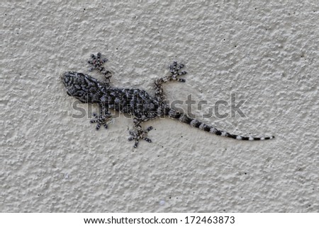 Hemidactylus turcicus, Mediterranean House Gecko