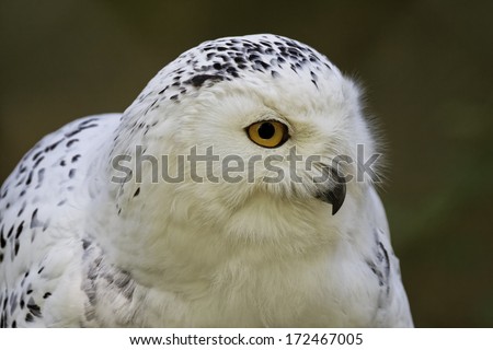 Bubo scandiacus, Snowy Owl, Icelandic Snow Owl