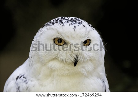 Bubo scandiacus, Snowy Owl, Arctic Owl