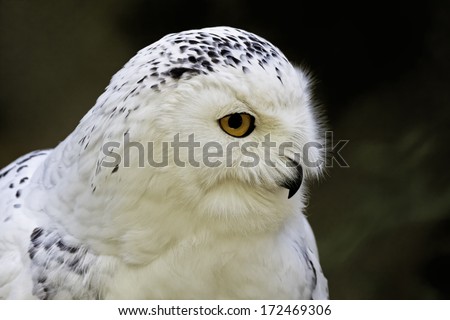 Bubo scandiacus, Great White Owl, Snow Owl