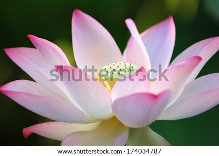 A blooming lotus flower over dark background
