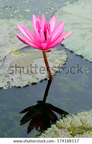 A single pink water lily with reflection over water