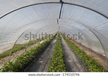 Strawberry plantation in the plastic greenhouse