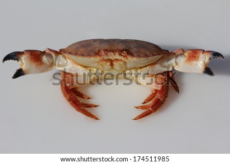 Edible or Brown Crab (Cancer pagurus)