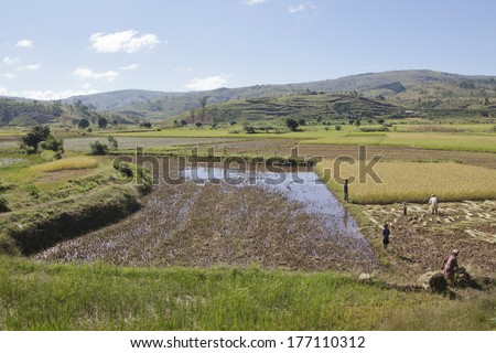 Rice field, Madagascar, Africa