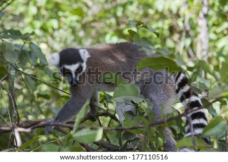Ring-tailed lemur in a forest