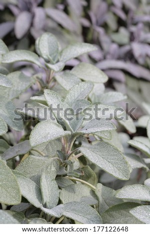 Garden sage - Salvia officinalis \'Berggarten\'
