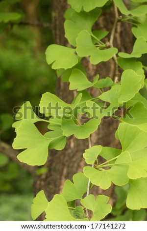 Ginkgo biloba - maidenhair tree